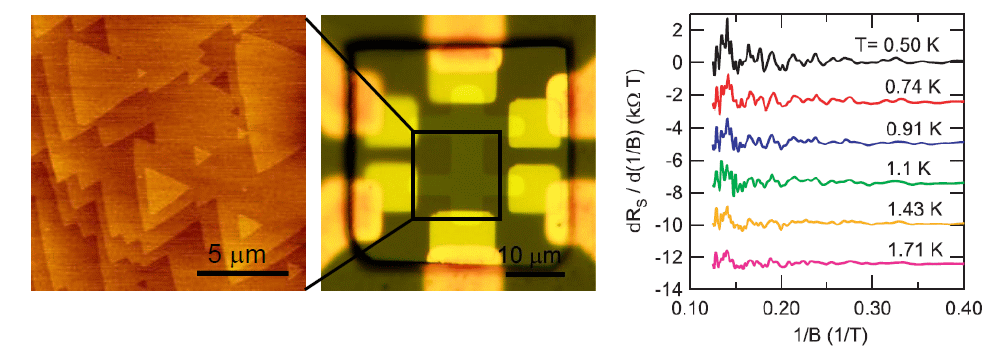 Quantum oscillations (Shubnikov-de Haas oscillations) in diamond