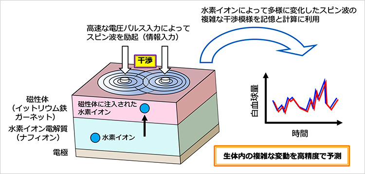 1)高速な電圧パルス入力によってスピン波を励起(情報入力)。2)水素イオンによって多様に変化したスピン波の複雑な干渉模様を記憶と計算に利用。3)生体内の複雑な変動を高精度で予測。