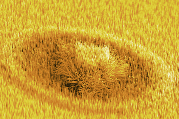 ゲルマニウムナノワイヤの写真