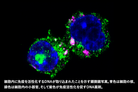 細胞とDNA薬剤の顕微鏡写真