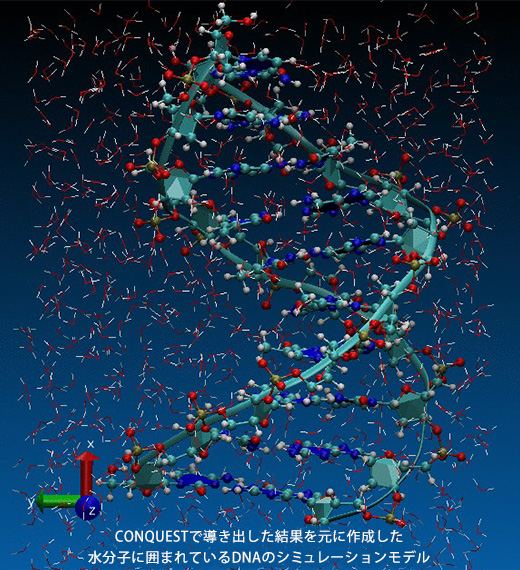 CONQUESTで導き出した結果を元に作成した水分子に囲まれているDNAのシミュレーションモデル図