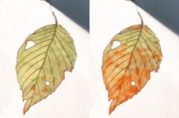葉っぱ型ソフトディスプレイの写真