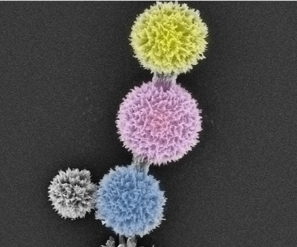 大豆成分の粒子の写真