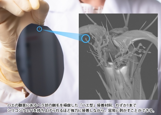 「ハエ型」接着材料の写真