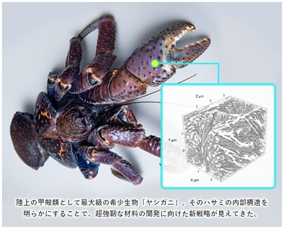 ヤシガニの写真