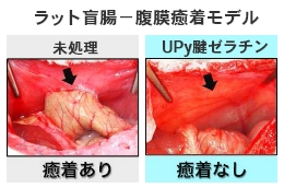 ラット盲腸の写真