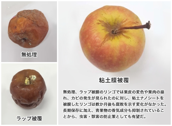 粘土ナノシートによるリンゴの被膜の写真
