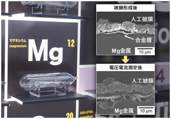 マグネシウム金属電池の人工被膜の写真