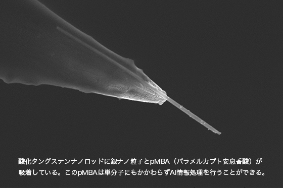 写真：酸化タングステンナノロッドに銀ナノ粒子とpMBA（パラメルカプト安息香酸）が吸着している。このpMBAは単分子にもかかわらずAI情報処理を行うことができる。