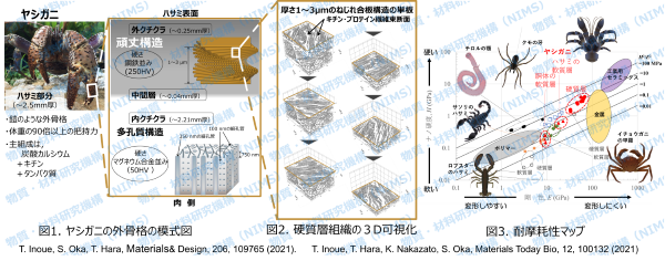 陸生甲殻類最大種「ヤシガニ」のハサミの3D組織構造－究極を目指す－