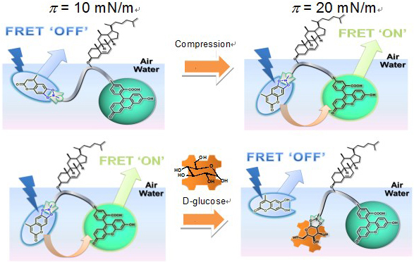 In a state of low compression FRET does not occur due to separation of the two chromophores dissolved in the subphase. At higher applied surface pressures, FRET begins to occur due to the increasing proximity of the chromophores. If D-glucose is added in the water subphase, indicator is displaced and FRET is returned to an ‘OFF’ state.