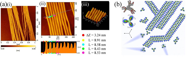 Amphiphilic assembly of trigeminal porphyrins for controllable nanowire fabrication at a surface – molecular mobility aids the preparation of complex patterns of nanowires. (a) Atomic force microscopy of the nanowire formations. (b) model structure.