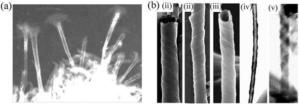 Self-assembled pyrazinacene nanotubes. (a) Dark field transmission electron microscopy image of the nanotubes with fans of expelled materials. (b) Multiwalled self-assembled nanotunes.